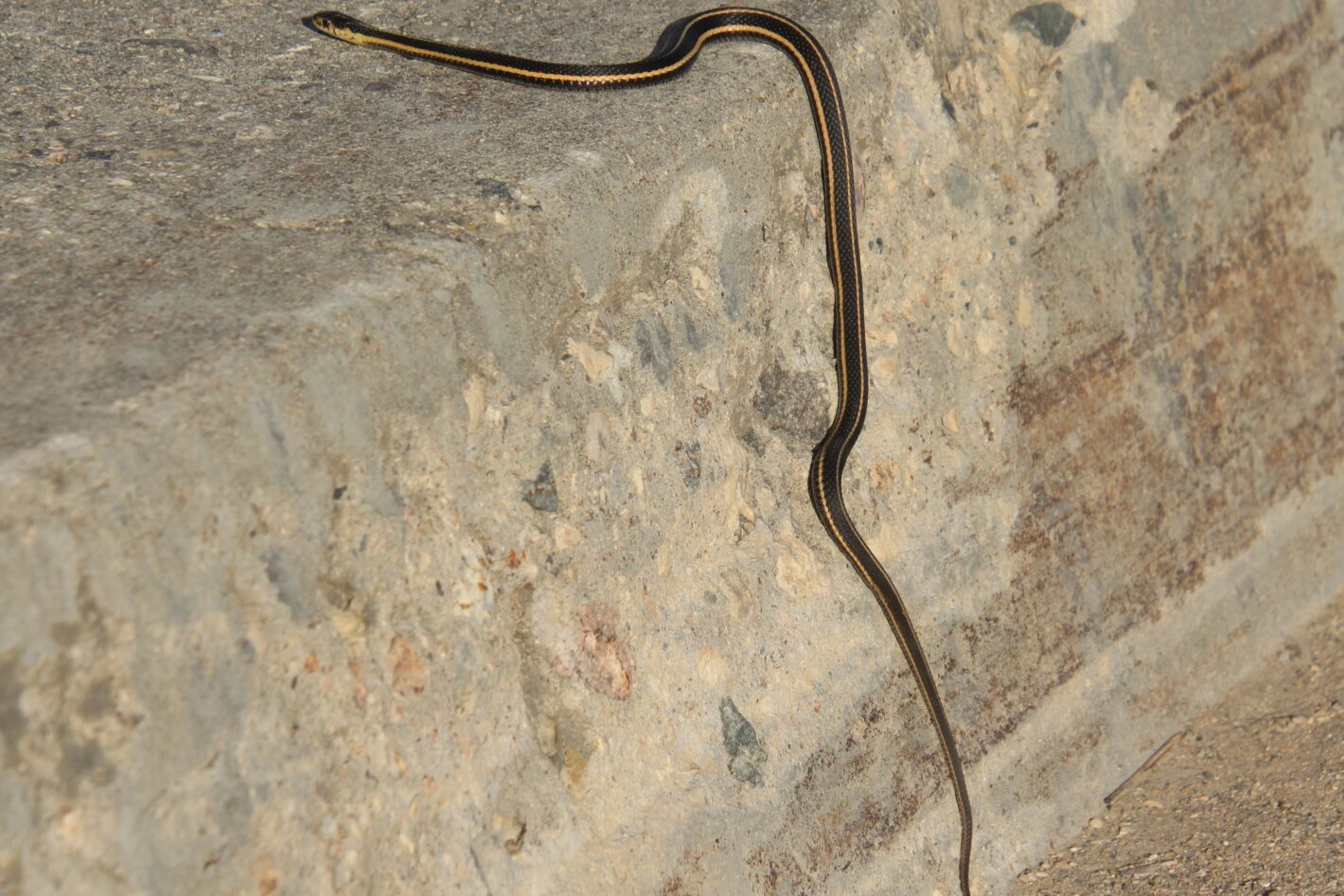 Garter Snake - E