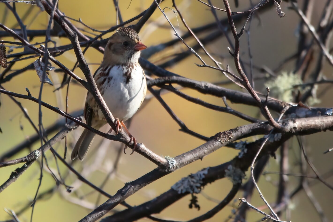 Harris's Sparrow - D