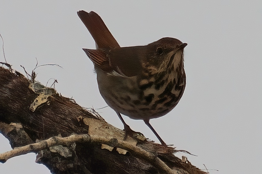 Hermit Thrush - E