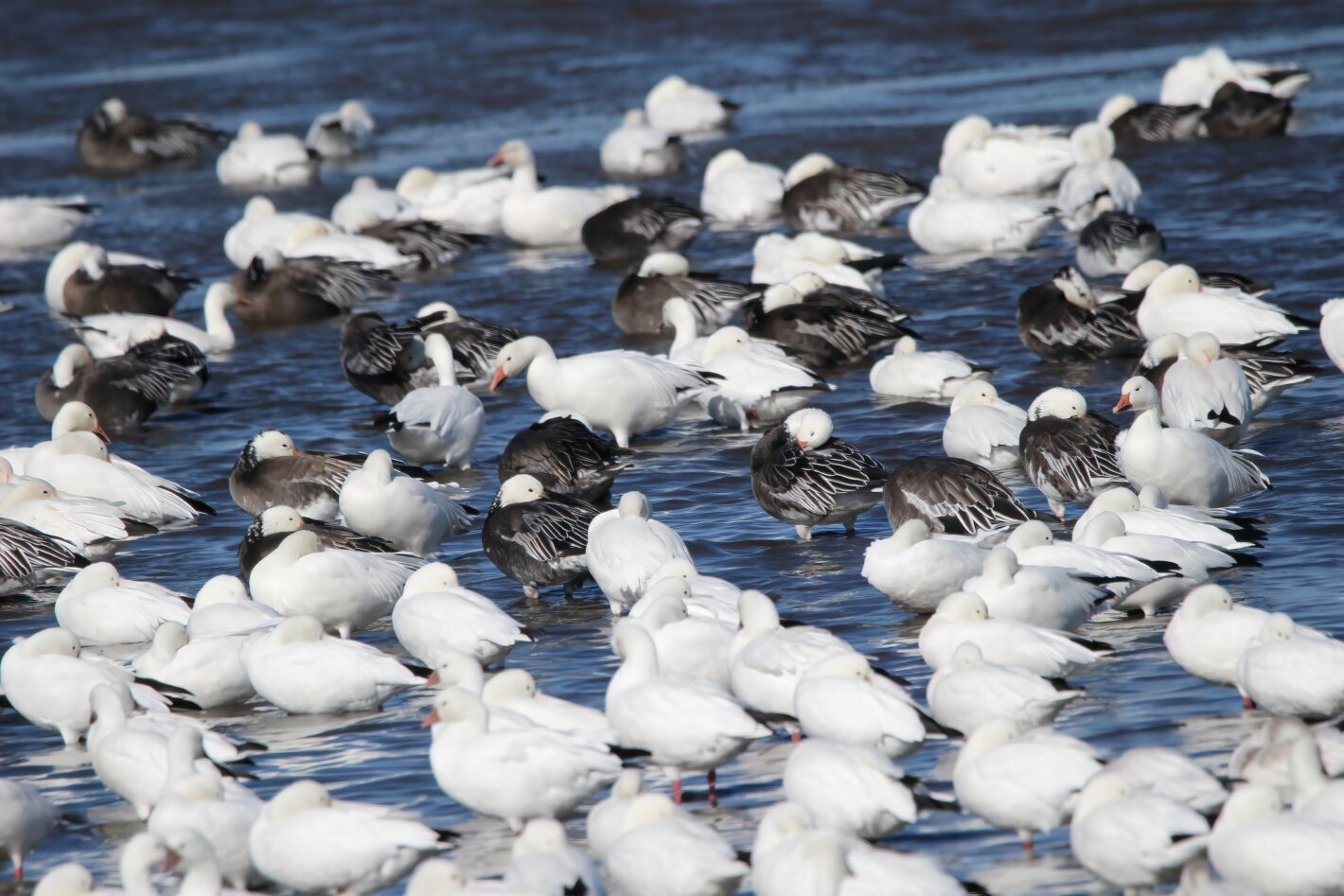 Snow Geese Laura Slough - E