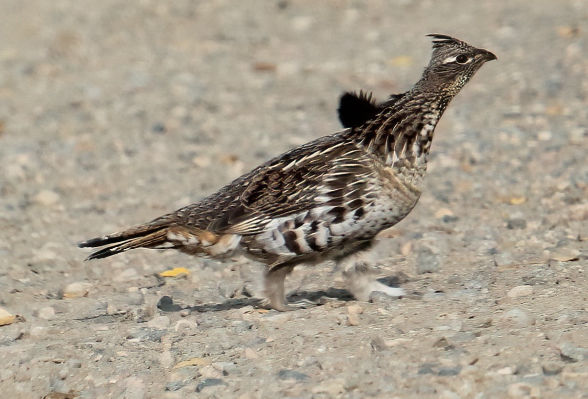 Stealthy Ruffed Grouse - E