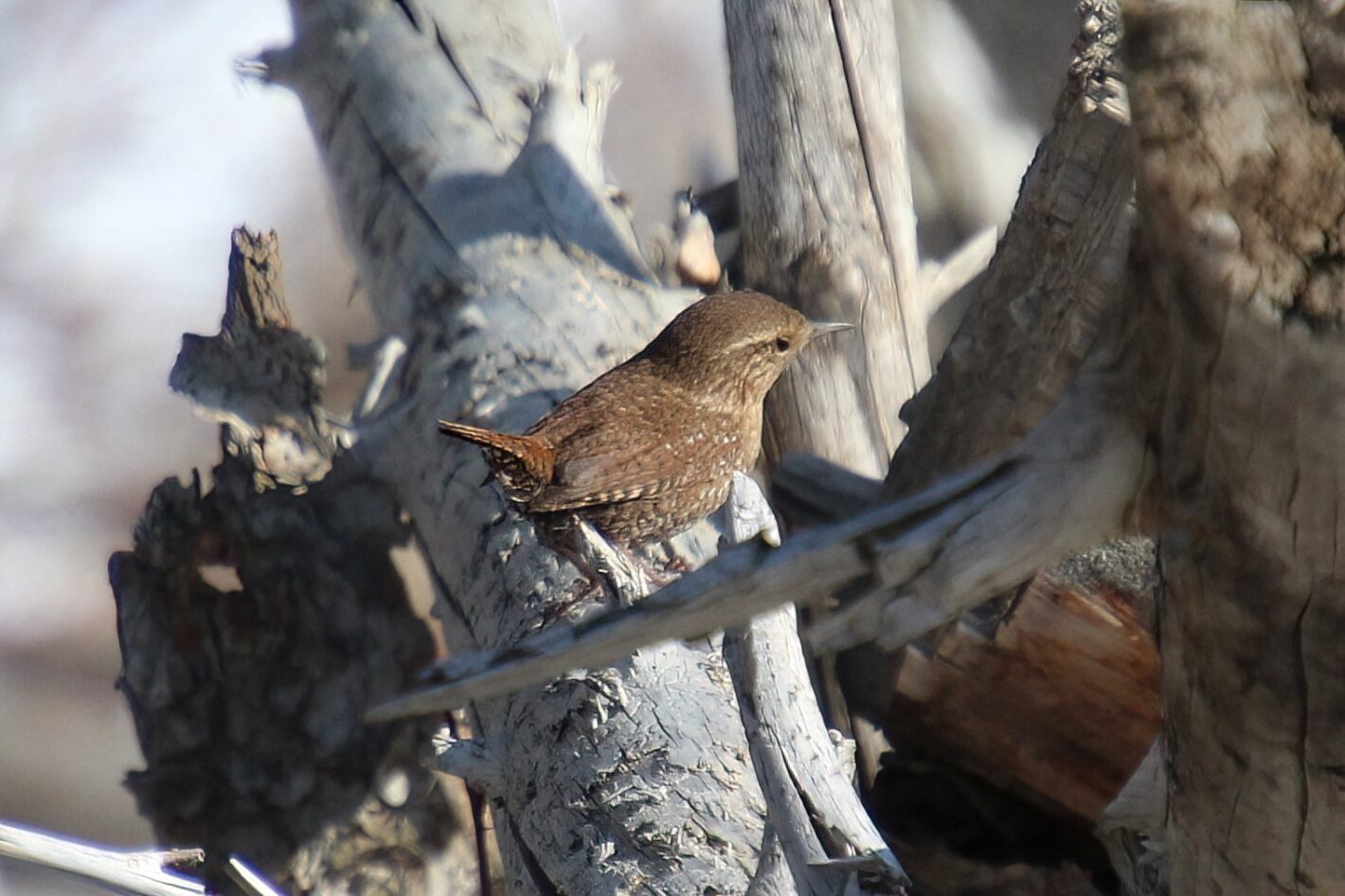 Winter Wren - E