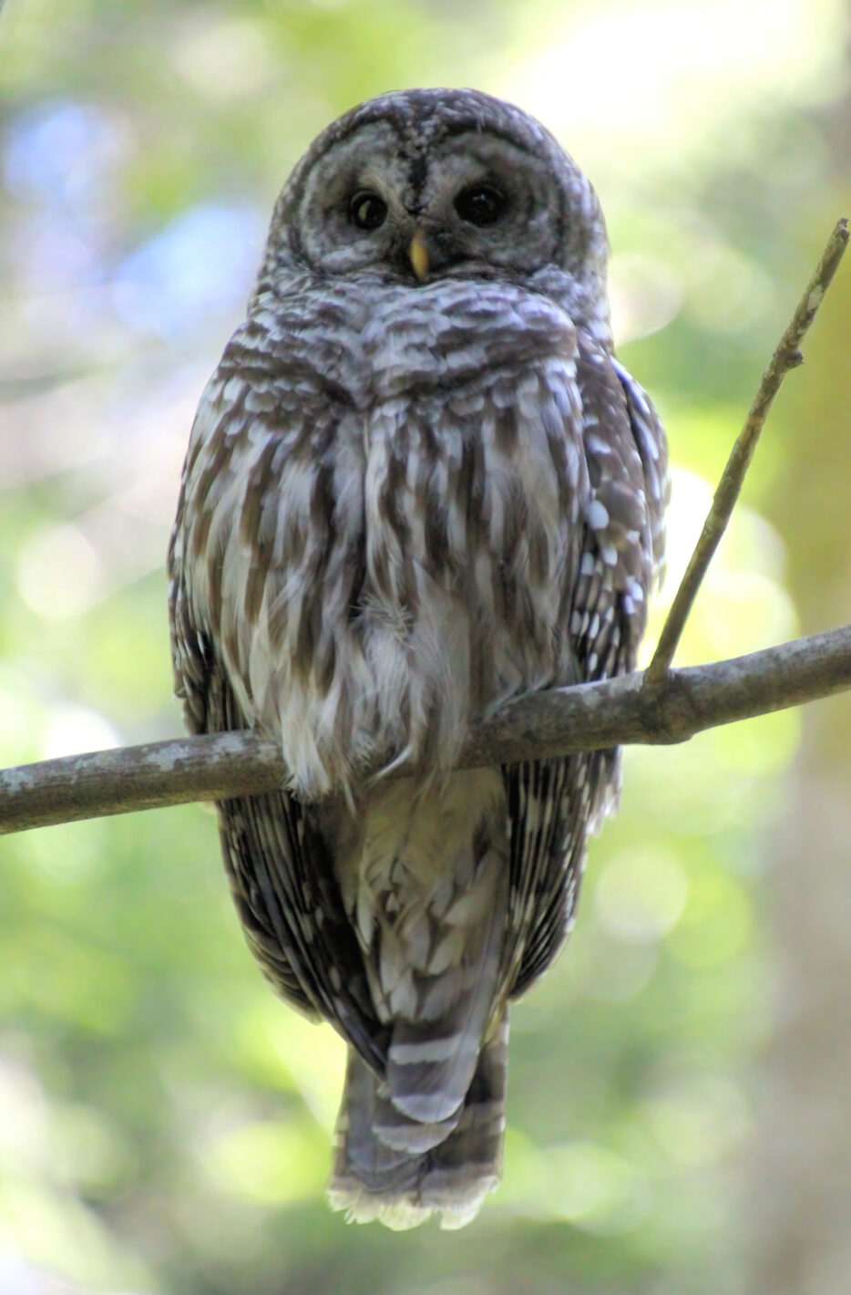 Barred Owl