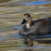 Gadwall Male 1