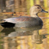 Male Gadwall 4