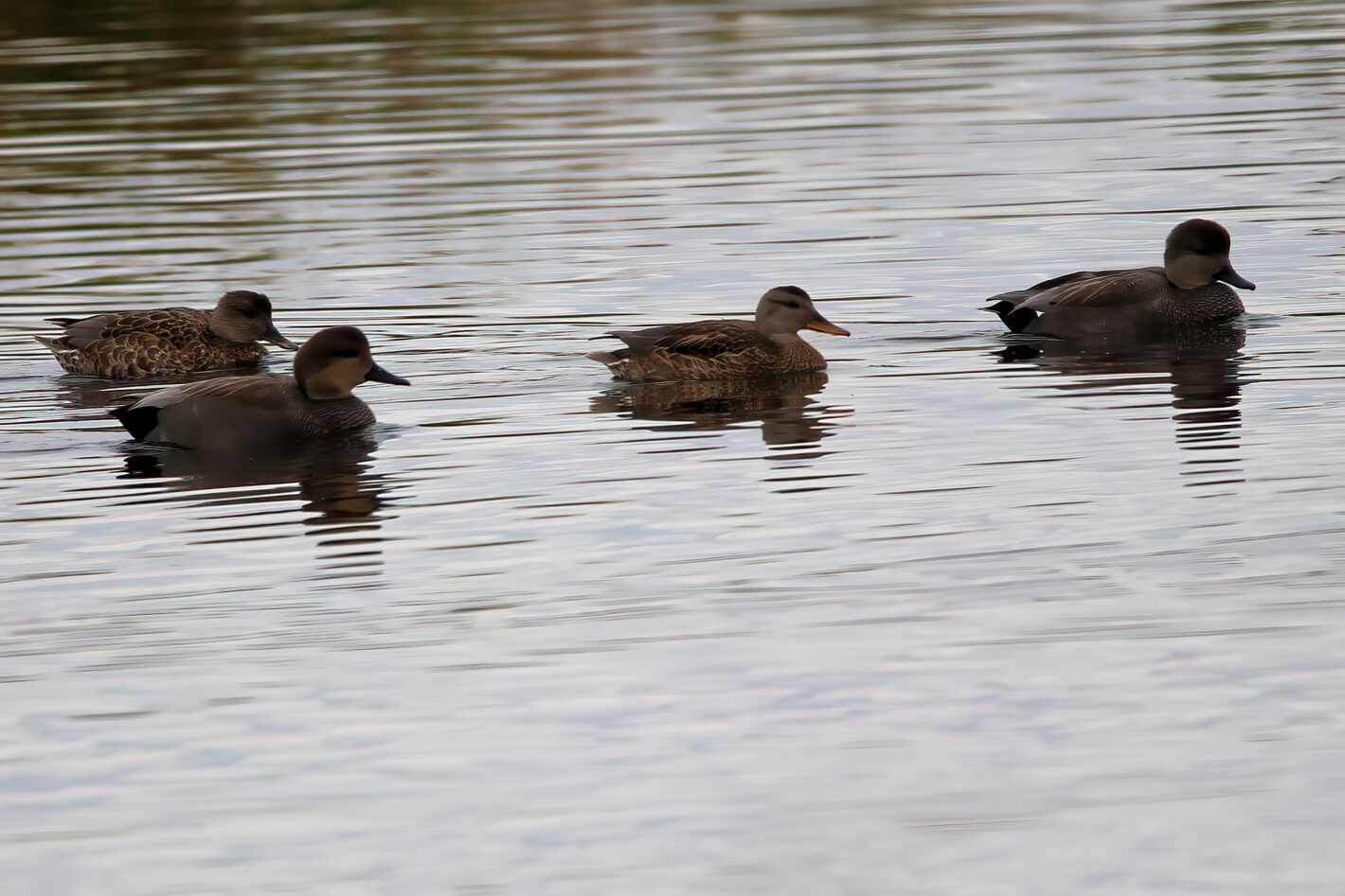 Paired Gadwalls 1