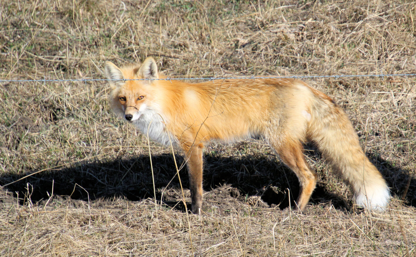 Red Fox